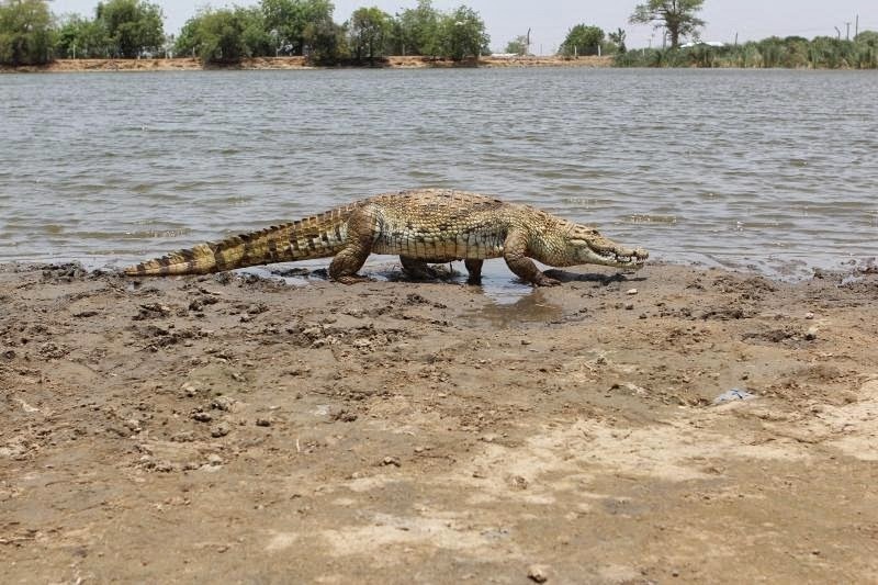 Uploaded photograph of Paga Crocodile Pond